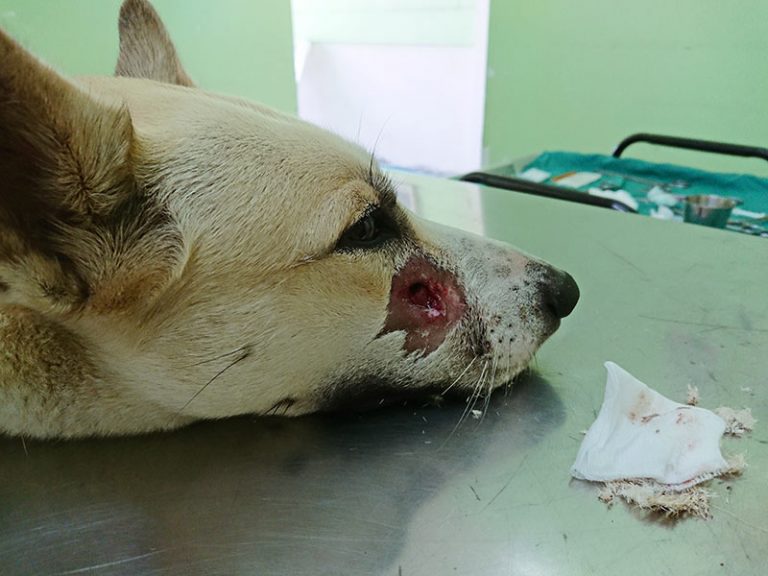 Bite injury in cats and dogs Bow Wow Meow