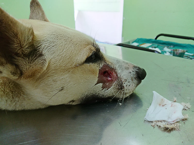 dog with bite wound on muzzle from dog fight