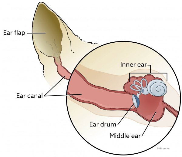 dog ear diagram