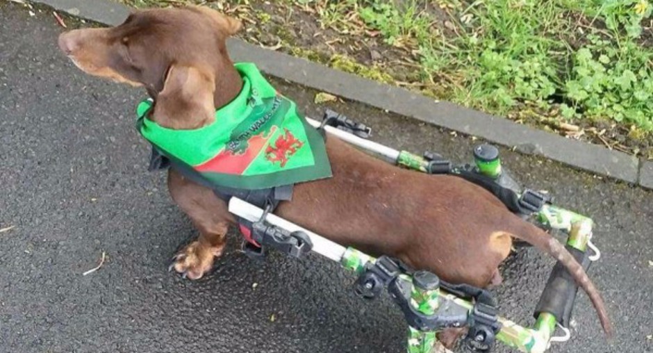 Dog wheelchair. Intervertebral disc disease in dogs. IVDD in dogs. Bulging disc in dogs. ivdd dachshund
