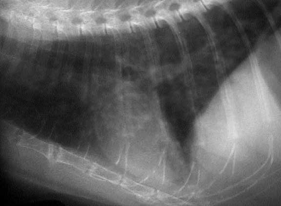 feline with asthma lung xray