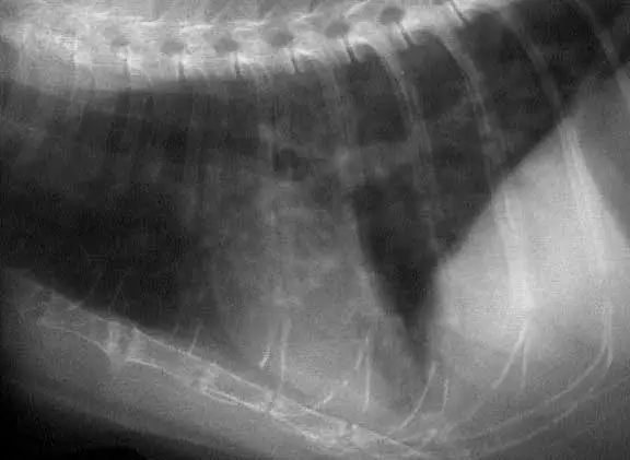 feline with asthma lung xray