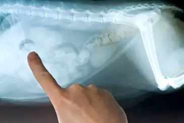 X-ray of the feline cat kidneys. Renal (kidney) disorder in dogs and cats. kidney failure in dogs; kidney disease in dogs; kidney failure in cats; renal failure in cats; renal failure in dogs