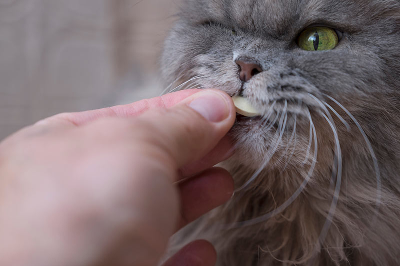 grey cat getting a pill administered UTI medication antibiotics