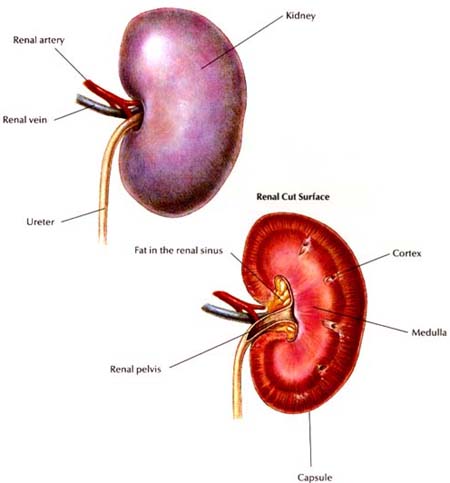 how big is a dogs kidney