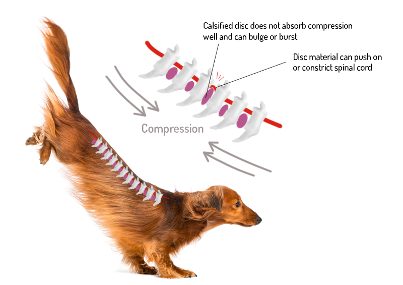 bulging disc in dogs