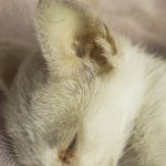 Biliary tract disorder in cats