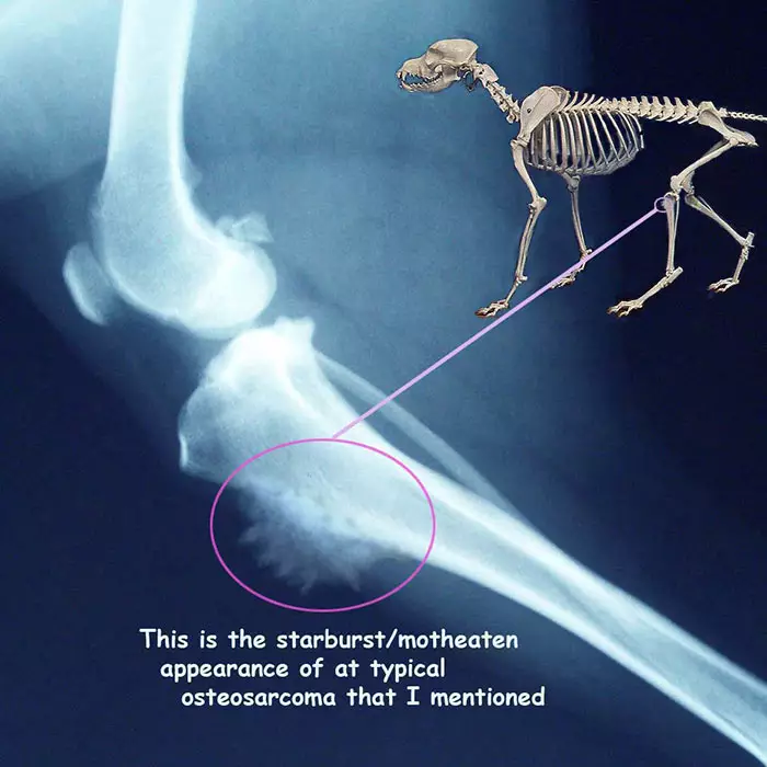 soft tissue sarcoma dog