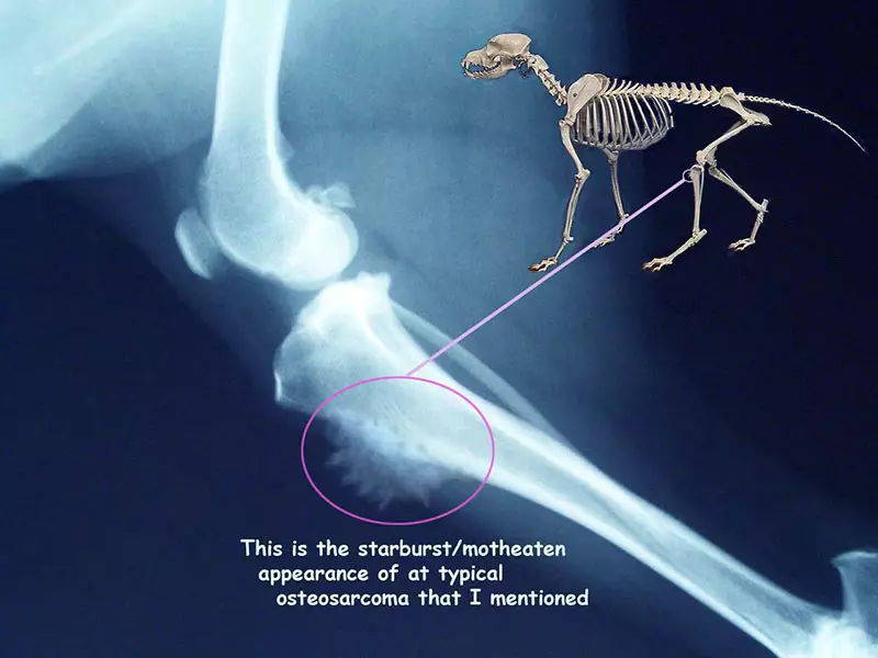 Signs of Osteosarcoma (Bone Cancer) in Dogs. Sarcoma in dogs