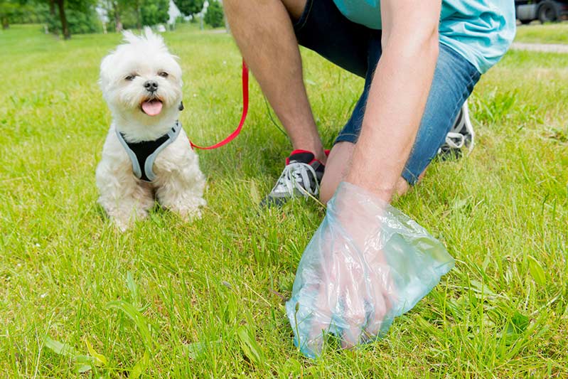 owner picking up dog poo in the park with maltese dog