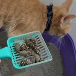 Abnormal faeces in dogs and cats
