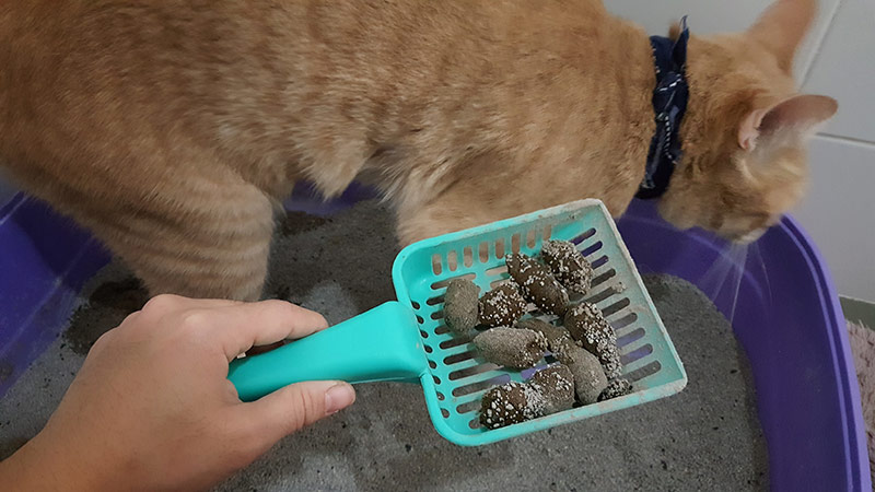 owner scooping cat poo from cat litter box
