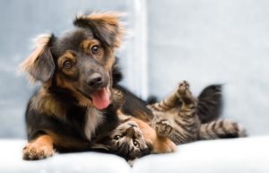 Dog and Cat Pet Insurance Ultimate Care plan