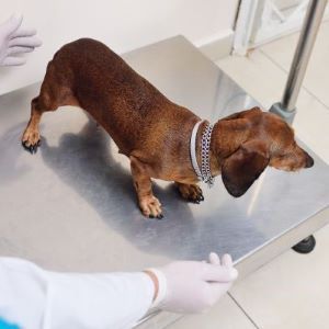 a veterinarian weighs a dog in a modern veterinary clinic 300x