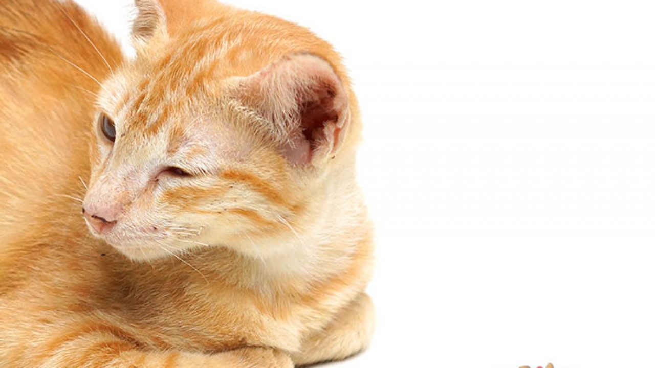 Liver Flukes In Cats Symptoms