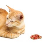 Hepatobiliary system disorders in cats
