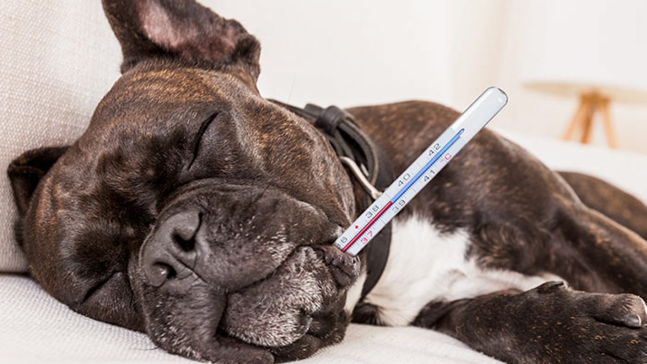 Pyrexia Of Unknown Origin Puo In Dogs And Cats