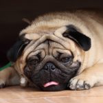 Brachycephalic airway obstruction syndrome (BAOS) in dogs