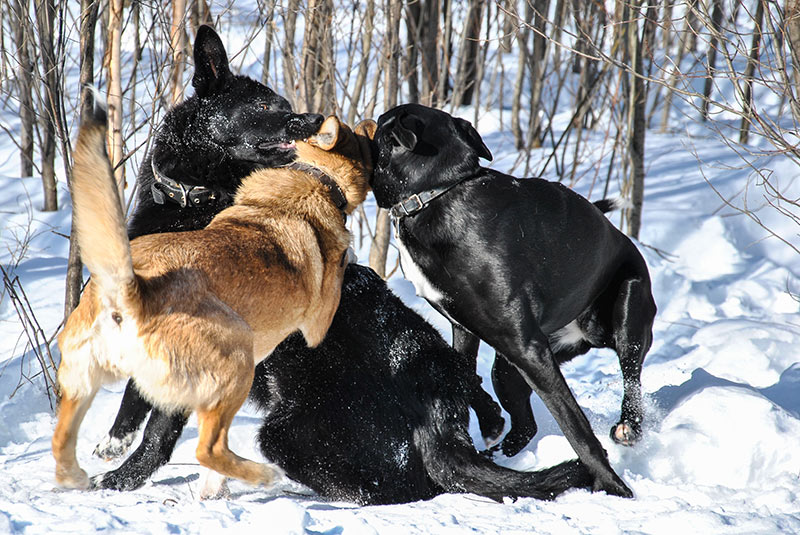 three dogs fight