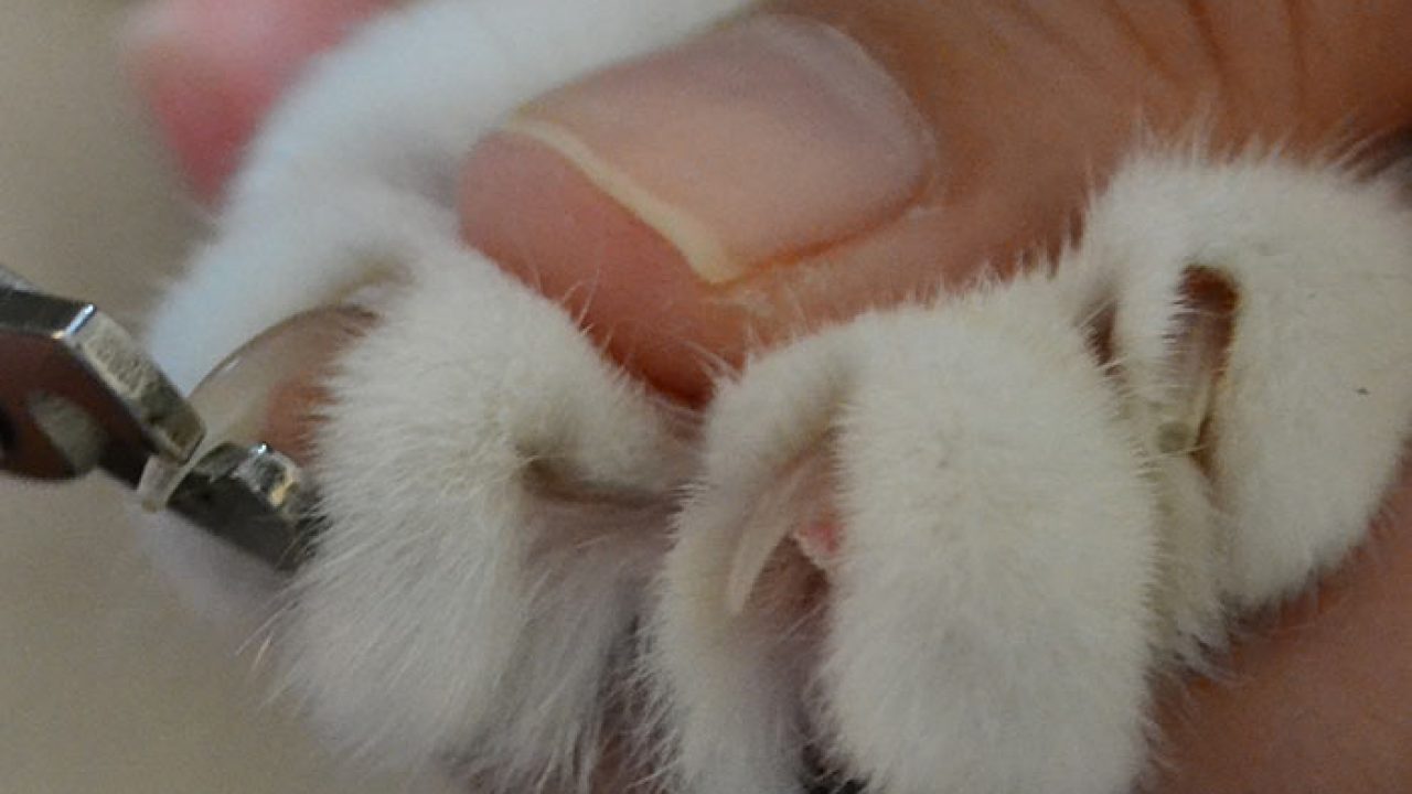 cat ingrown toenail