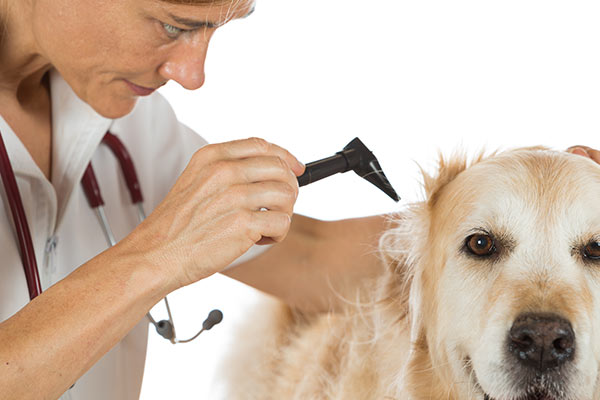 vet checking dog for canine aural ear disease. Veterinary conducting an inspection of the ear to a Golden Retriver clinic