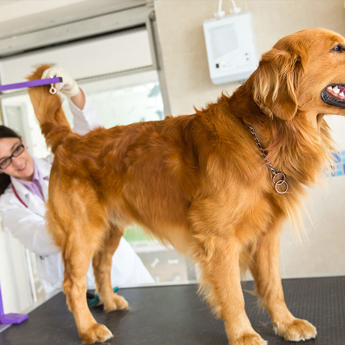 vet examination of golden retriever dog for anal glands disorder - thumbnail Golden Retriever Bow Wow Meow Pet Insurance