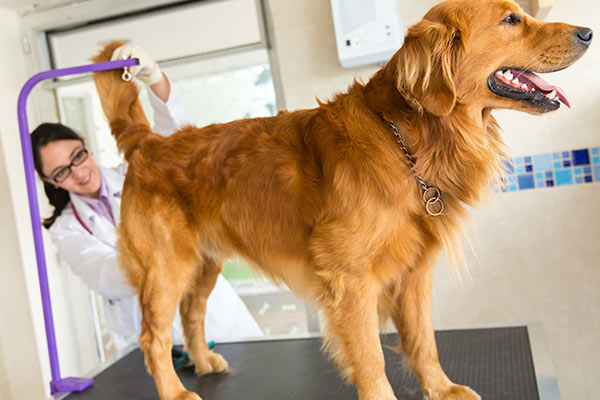 vet examination of golden retriever dog for anal glands disorder