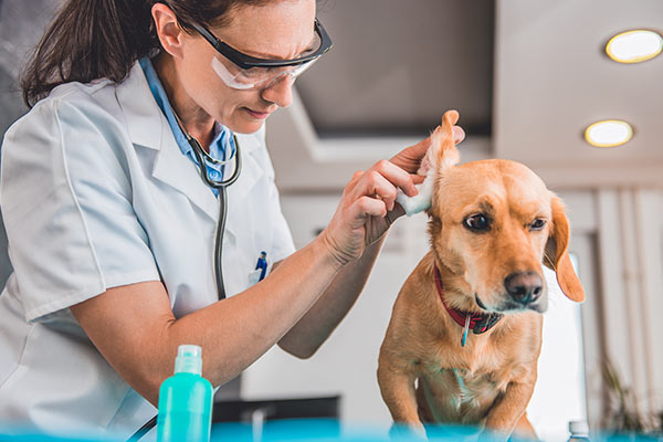 vet treating dog with canine aural ear disease. Young female veterinarian cleaning dog ears at the veterinarian clinic