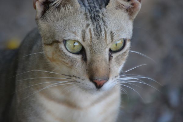 Australian Mist cat breed Bow Wow Meow Pet Insurance