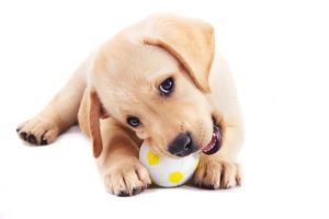 Puppy chewing on ball