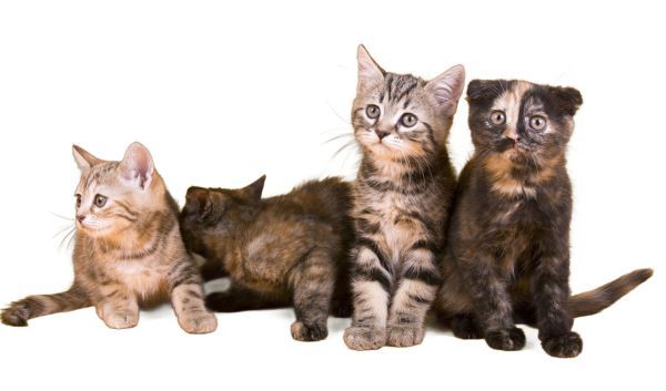 Australian Mist cat breed Bow Wow Meow Pet Insurance