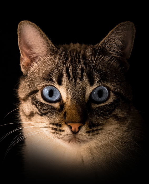 Desexing Cats & Kittens Cost & Benefits of Cat Desexing