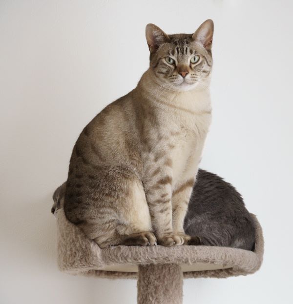 Australian Mist cat breed Bow Wow Meow Pet Insurance