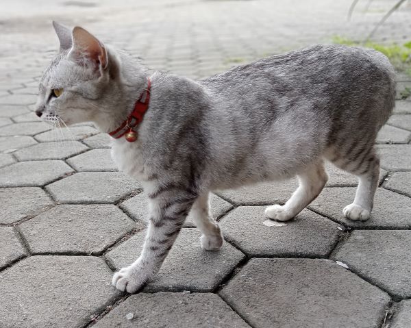 Australian Mist cat breed Bow Wow Meow Pet Insurance