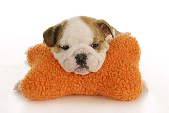 Puppy snoozing on pillow