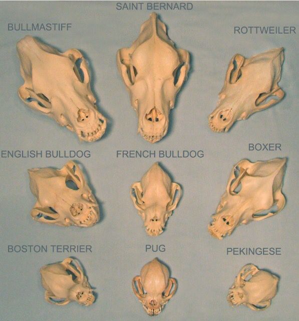 Dog breeds skull comparison. Skeletal abnormality in dogs.