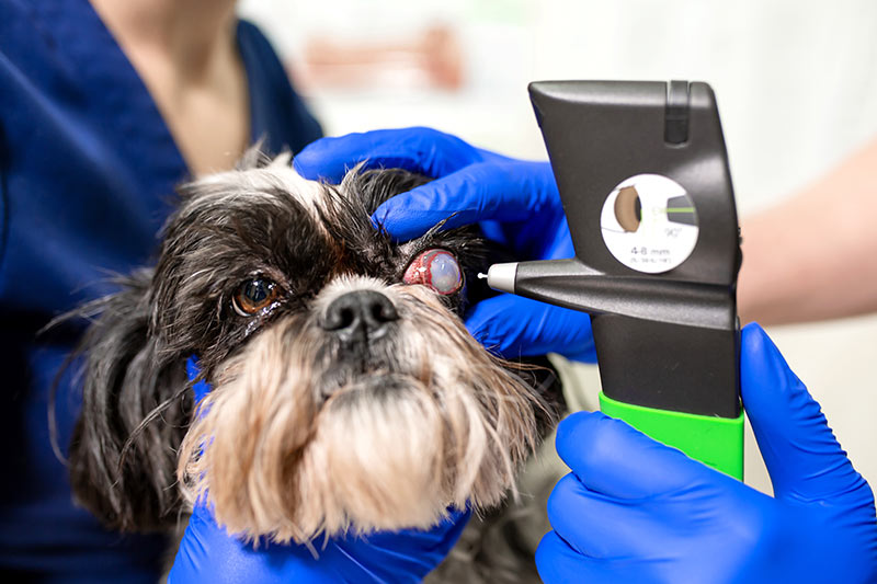 A veterinary ophthalmologist makes a medical procedure, examines a dog's eyes with the help of an ophthalmologic veterinary tonometer at a veterinary clinic. Examination of a dog with an injured eye