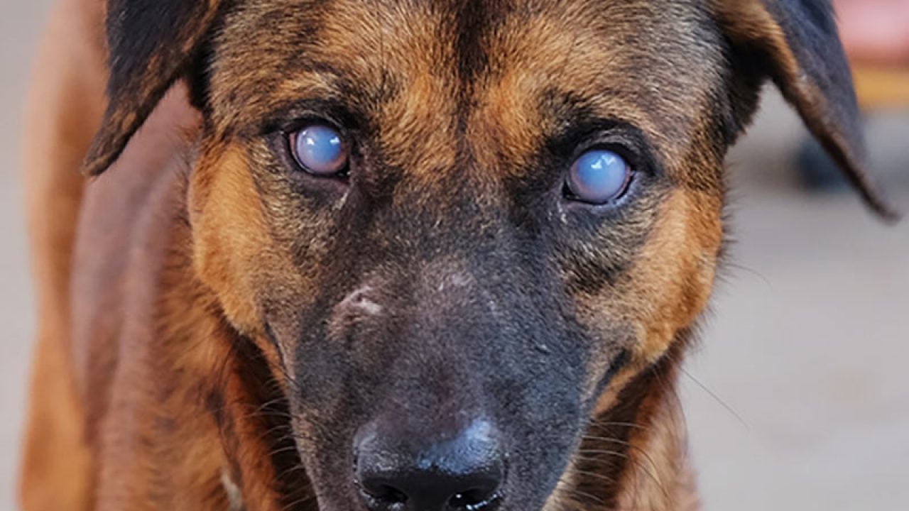 tick on dog's eyelid