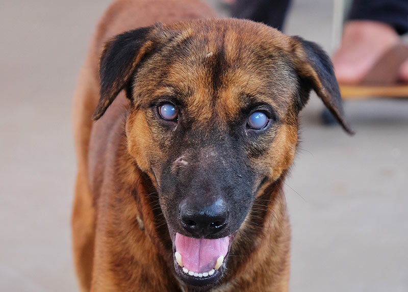 Blue eyes or uveitis due to Blood parasite E.canis in brown mixed breed domestic dog