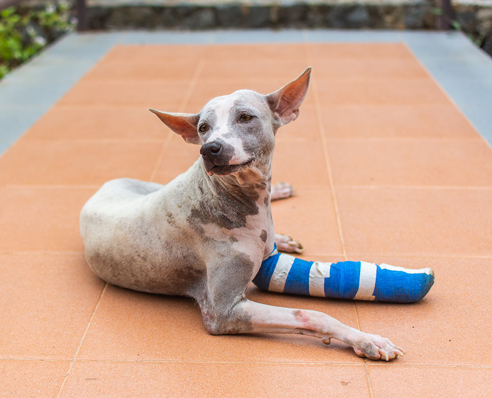 Dog thoracic limb bone fracture