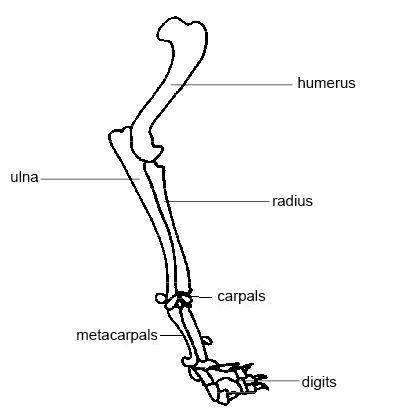 Dog anatomy. Fracture of thoracic limb; dog thoracic limb; dog forelimb