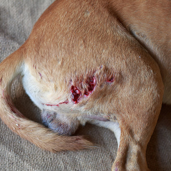 Open wound on dog paw best sale