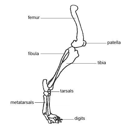 Dog anatomy. Fracture of pelvic limb; dog pelvic limb; dog hind limb