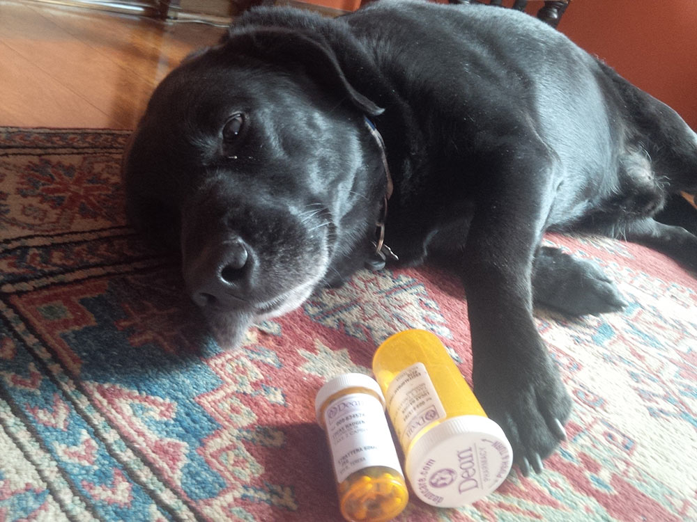 what drugs are dangerous for dogs