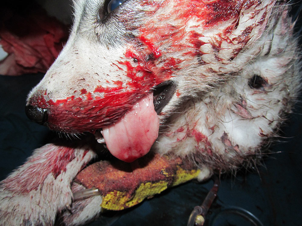 Puppy with massive hemorrhage after he eated rats poison