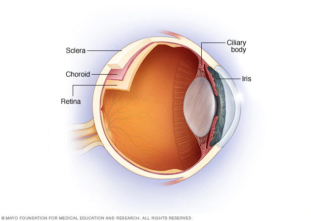 The uvea: iris, choroid and ciliary body. Uveitis in dogs, uveitis in cats