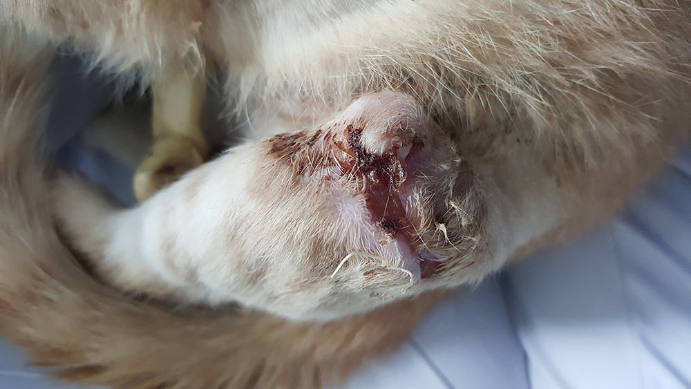 Selected focus of cat leg with infection wound after dog bite