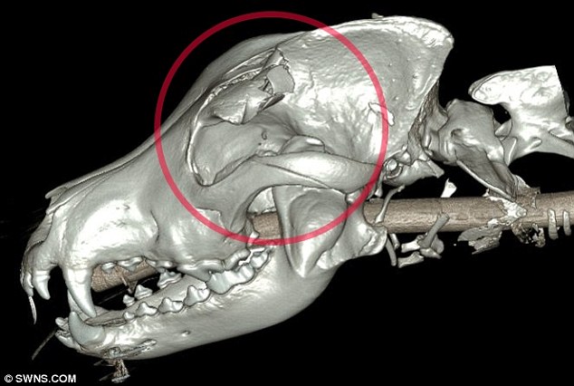 Skull fracture in a dog. Dog skull fracture; fracture of skull; dog skull