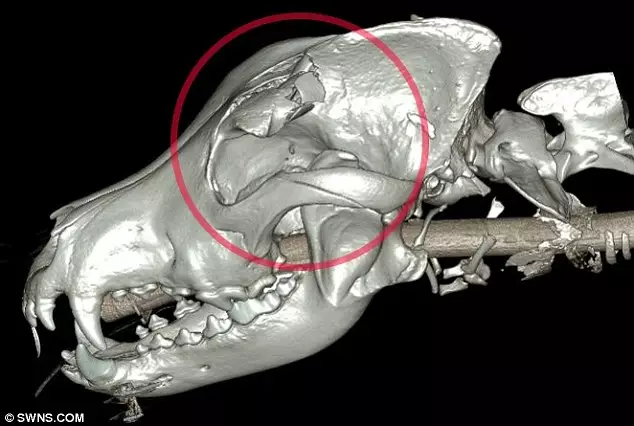 can a dogs broken jaw heal on its own