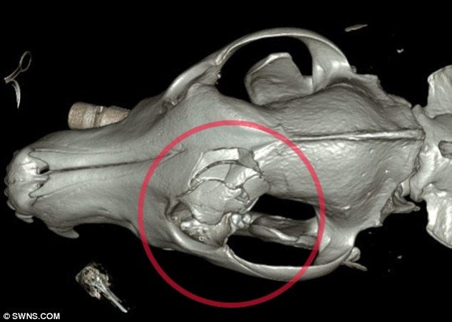 Skull fracture in a dog. Dog skull fracture; fracture of skull; dog skull